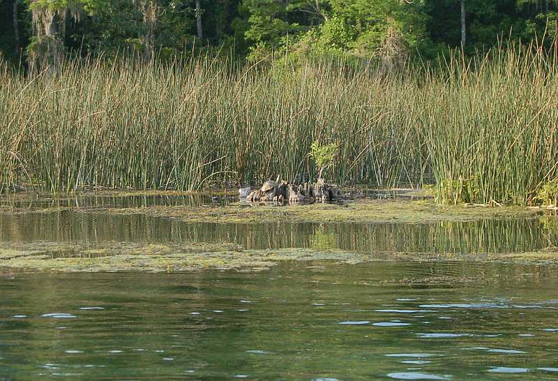 Bridge  - Spring 2006 083.JPG - Turtles resting on a log.